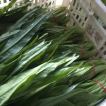 精品油麦菜