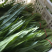 精品油麦菜