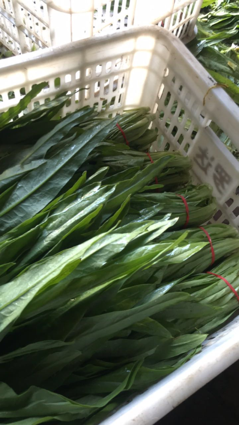 精品油麦菜