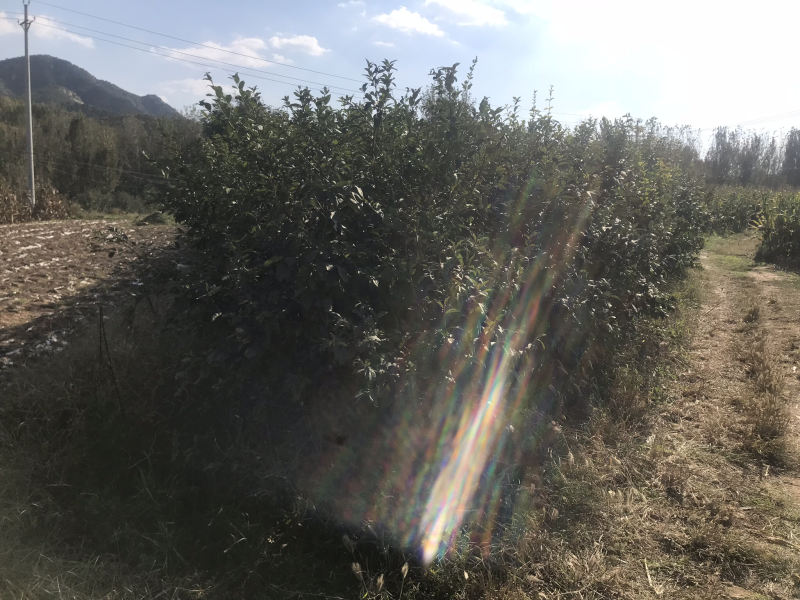 流苏苗油根子