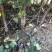 流苏苗油根子