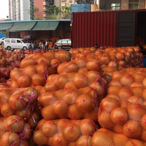 柚子，葡萄柚，红心柚，蜜柚，三红柚，每天出货20万斤。