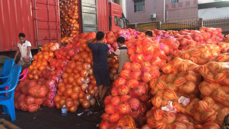 柚子，葡萄柚，红心柚，蜜柚，三红柚，每天出货20万斤。