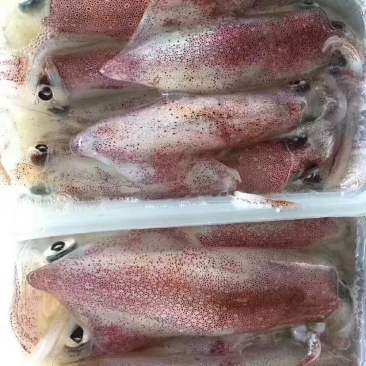 手钓鱿鱼带籽，500克装，