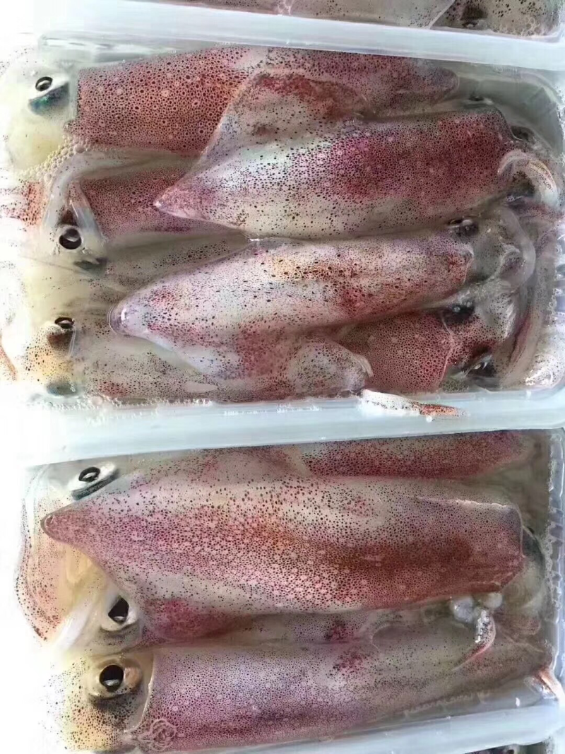 手钓鱿鱼带籽，500克装，