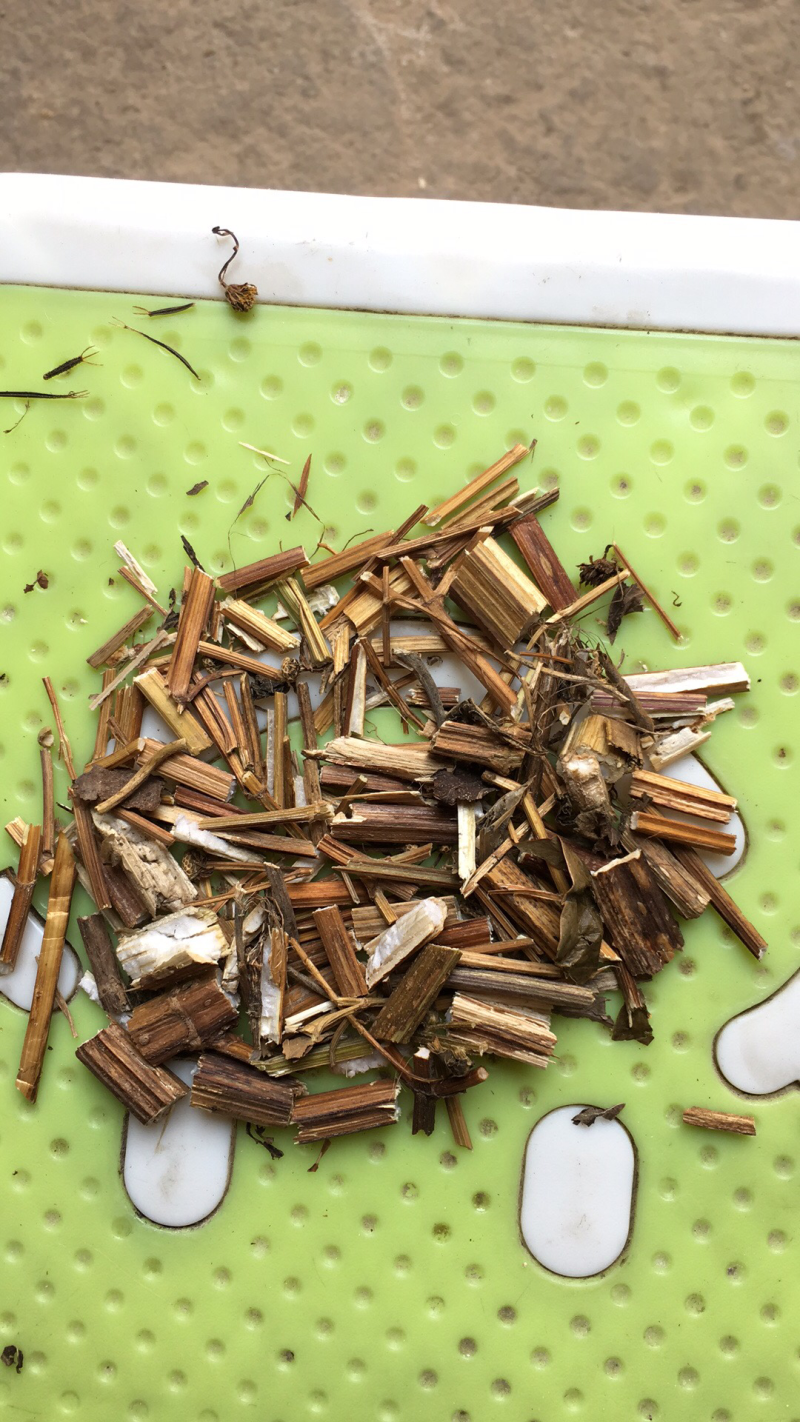鬼针草