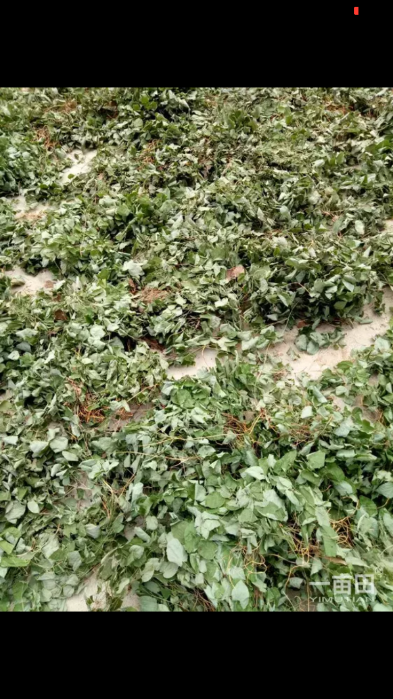 淫羊藿