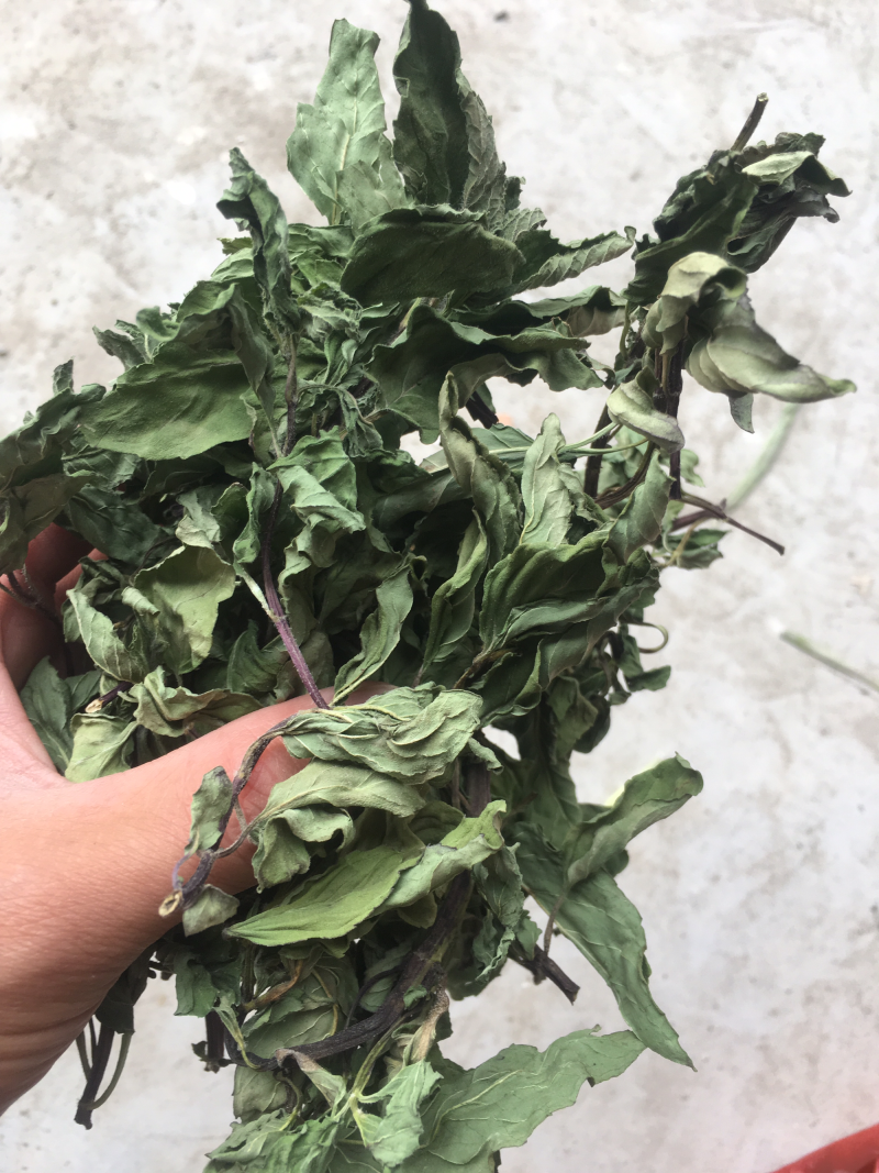 薄荷叶