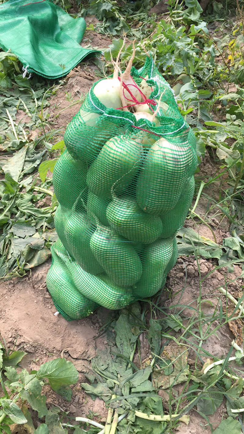 青萝卜