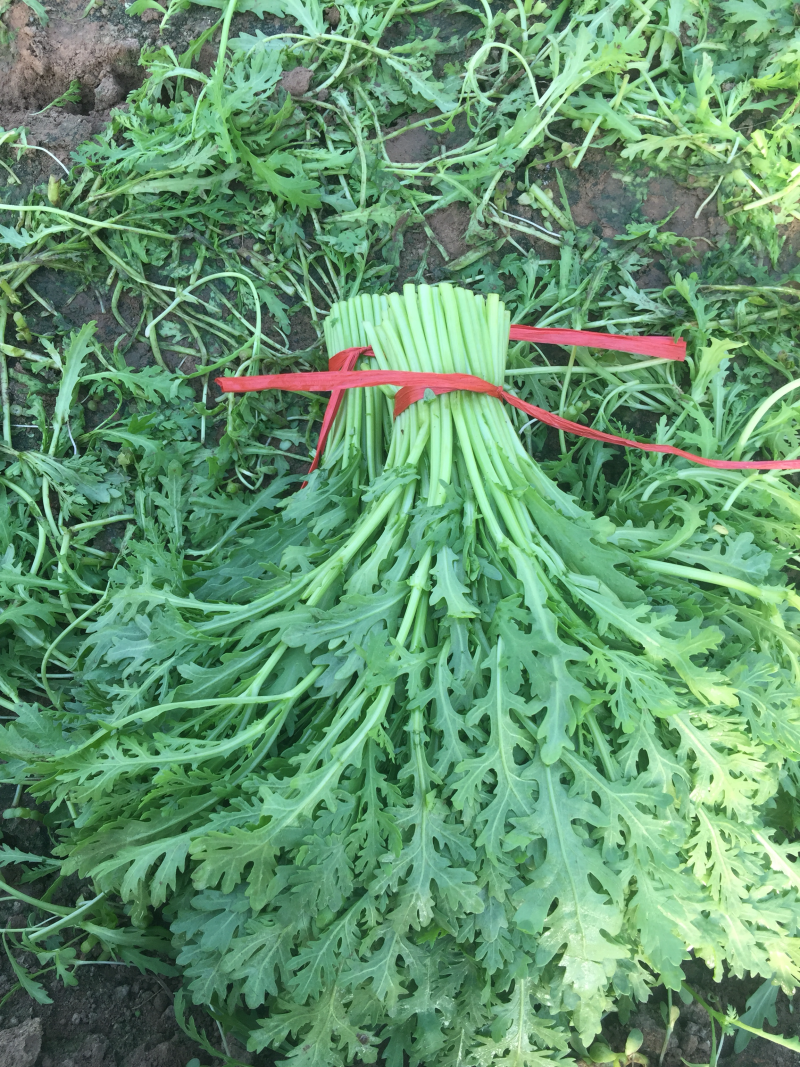 精品茼蒿