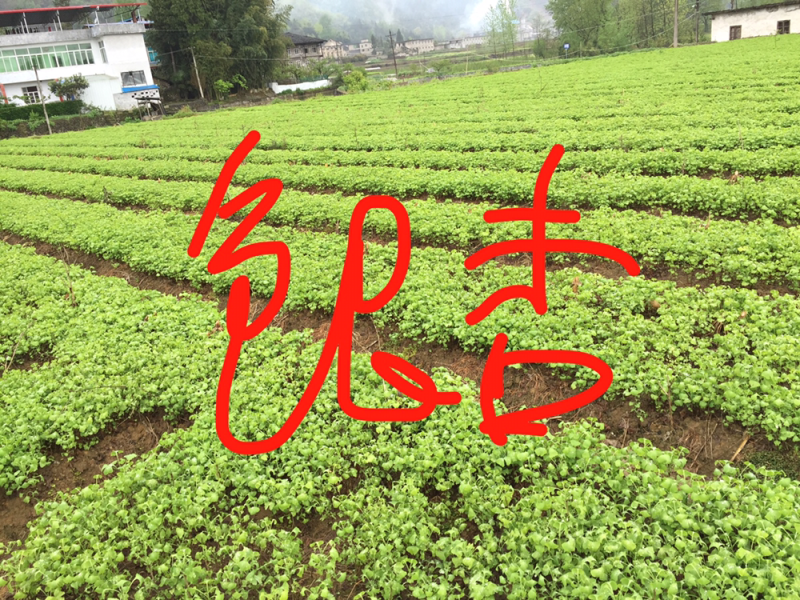 银杏苗，银杏，支持现场看货挑苗，也支持视频看货