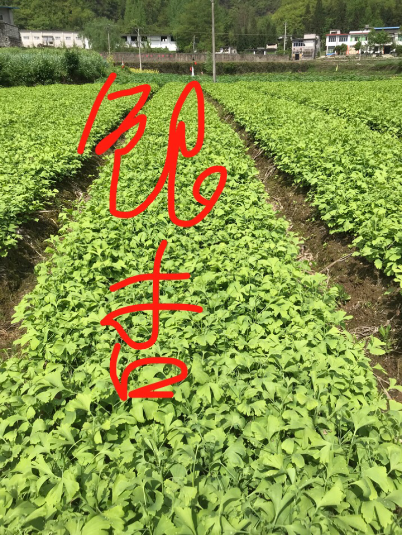 银杏苗，银杏，支持现场看货挑苗，也支持视频看货