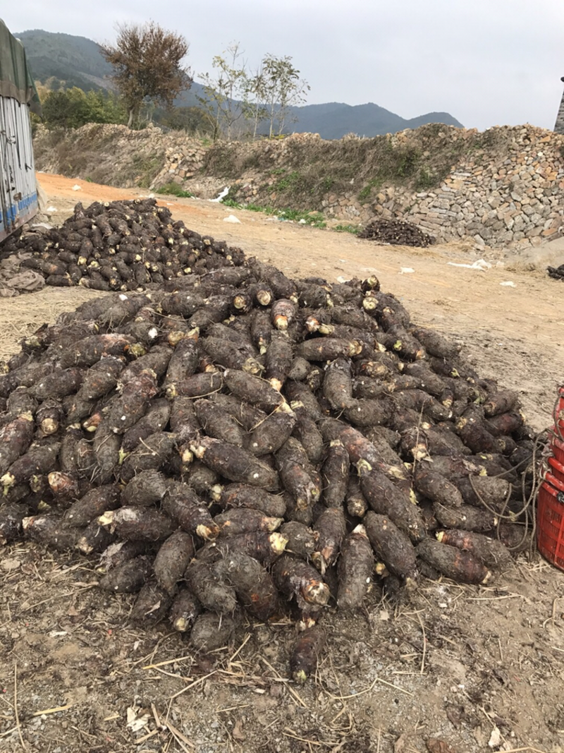 福建槟榔芋1.5斤起步个头均匀肉质香糯原产地