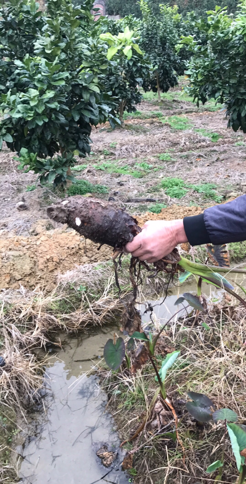 福建槟榔芋1.5斤起步个头均匀肉质香糯原产地