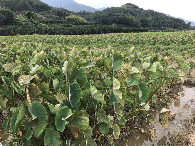 福建槟榔芋1.5斤起步个头均匀肉质香糯原产地