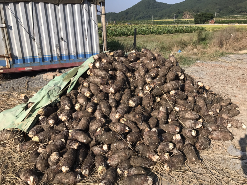 福建槟榔芋1.5斤起步个头均匀肉质香糯原产地