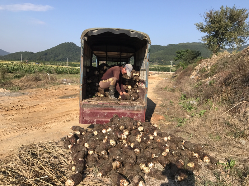福建槟榔芋1.5斤起步个头均匀肉质香糯原产地