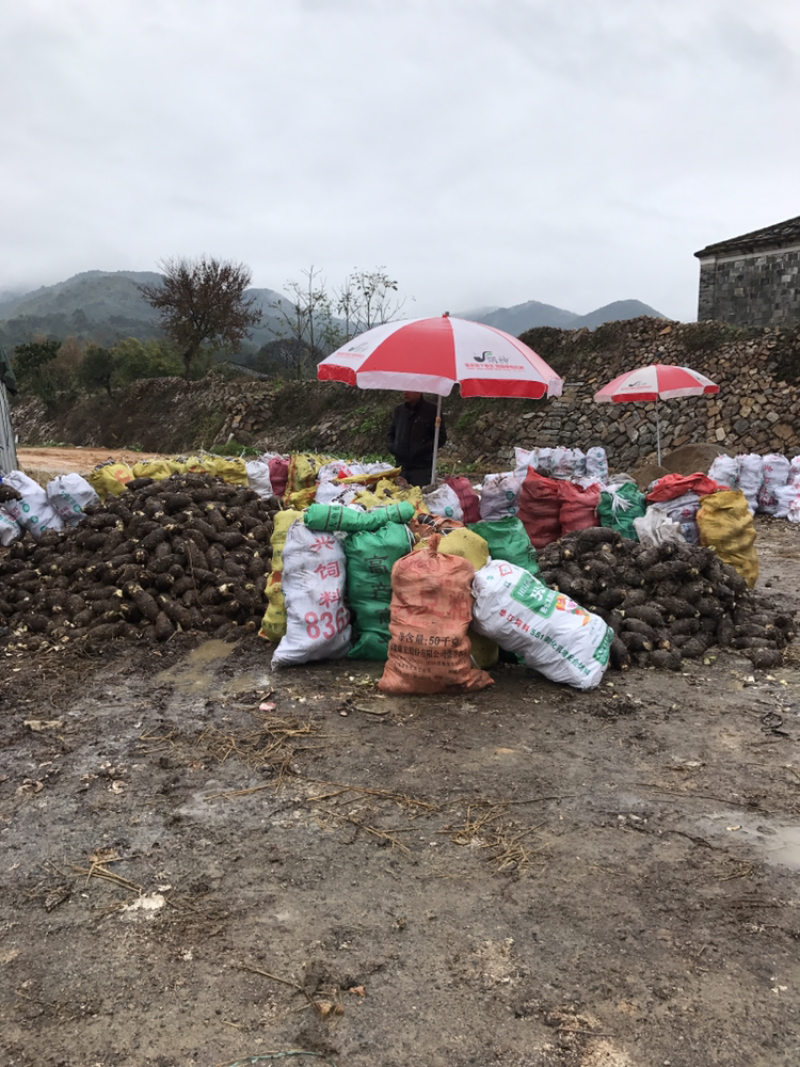 福建槟榔芋1.5斤起步个头均匀肉质香糯原产地