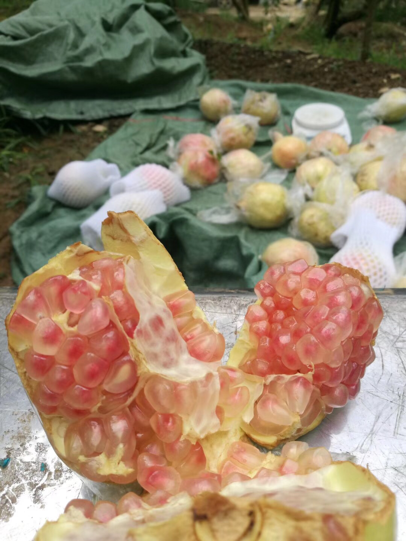 蒙自老树绿皮石榴