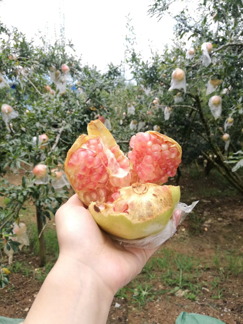 蒙自老树绿皮石榴