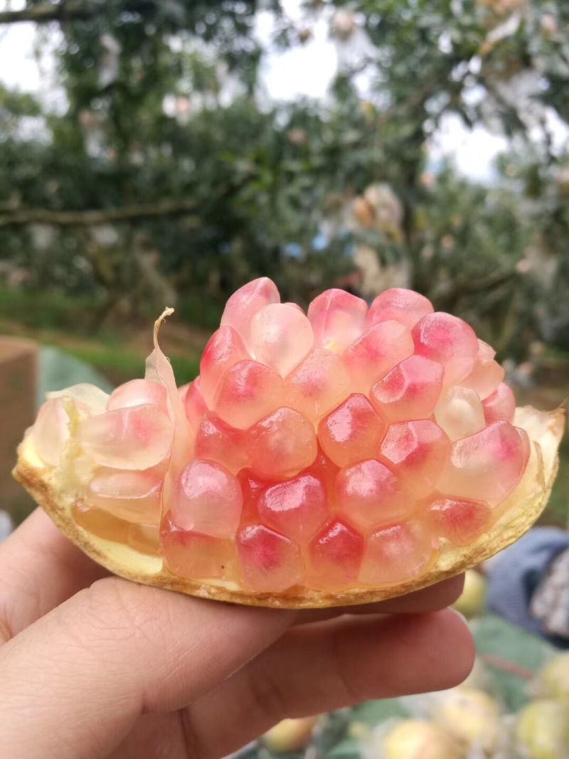 蒙自老树绿皮石榴