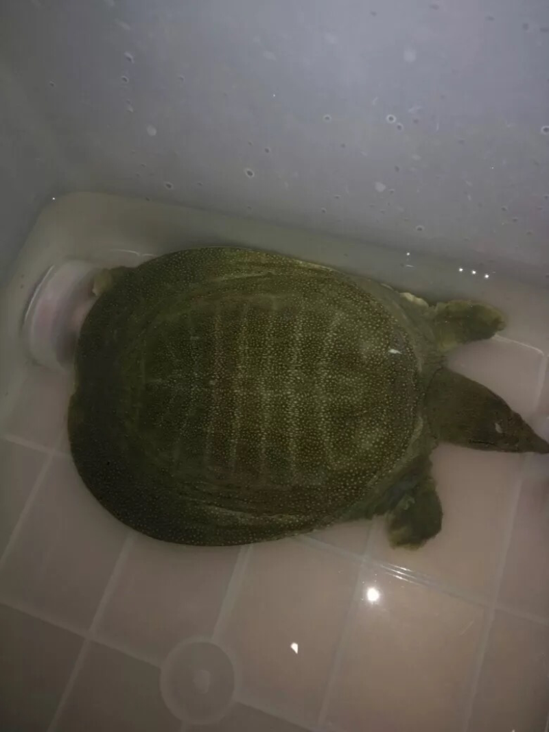 生态野生甲鱼