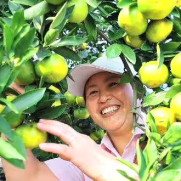 武当蜜橘，（统货）可打蜡，带叶分级，包装