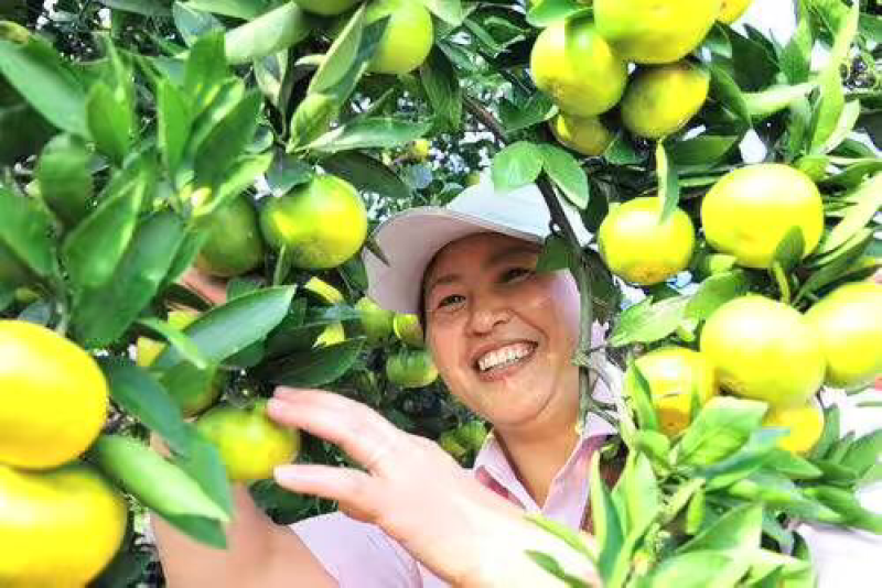 武当蜜橘，（统货）可打蜡，带叶分级，包装