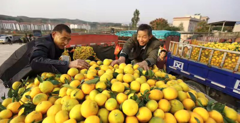 武当蜜橘，（统货）可打蜡，带叶分级，包装