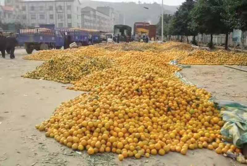 武当蜜橘，（统货）可打蜡，带叶分级，包装