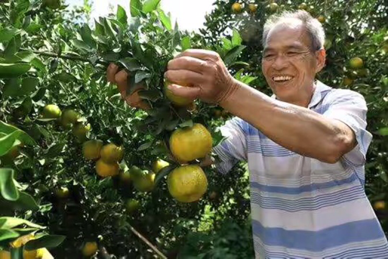 武当蜜橘，（统货）可打蜡，带叶分级，包装
