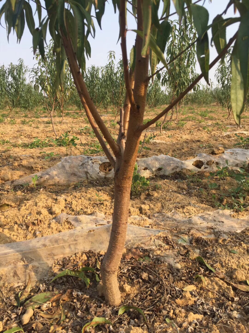 桃树占地桃树大桃树占地桃树大量大量占地桃树大量