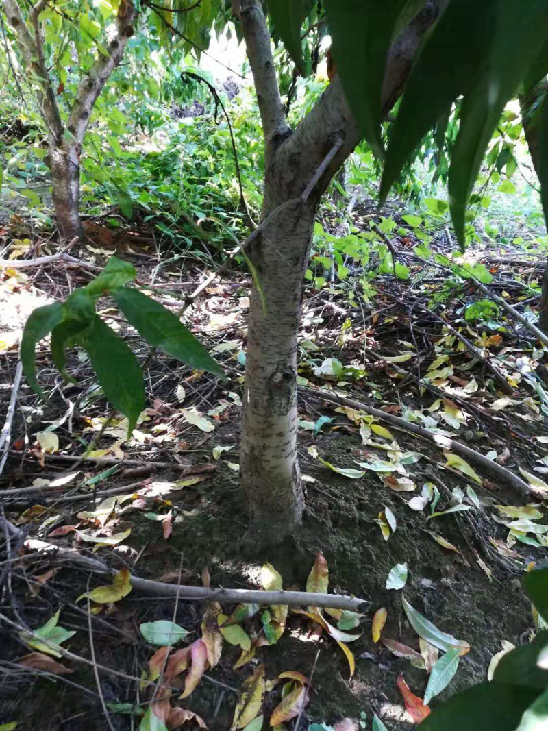 桃树占地桃树大桃树占地桃树大量大量占地桃树大量