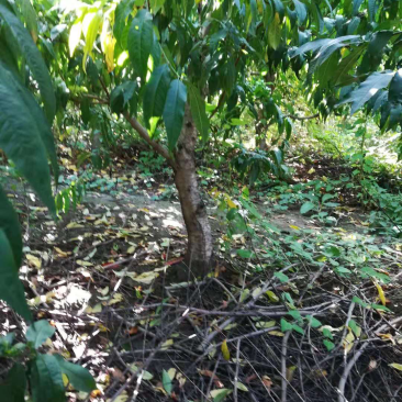 桃树占地桃树大桃树占地桃树大量大量占地桃树大量