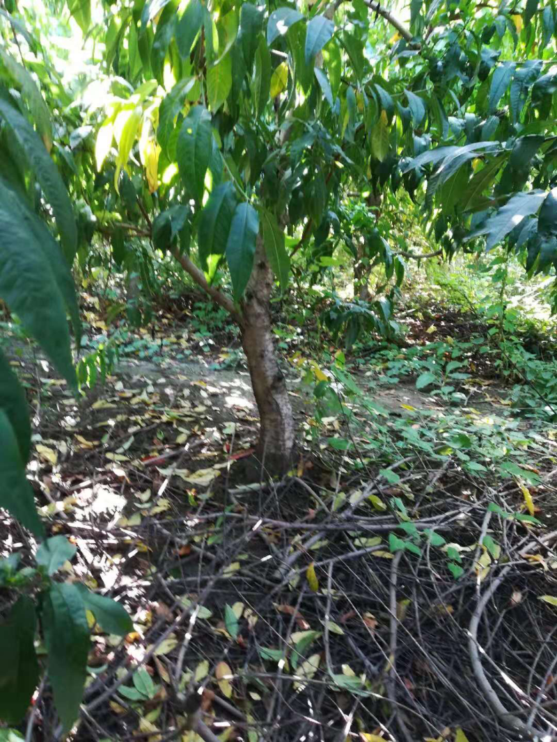 桃树占地桃树大桃树占地桃树大量大量占地桃树大量