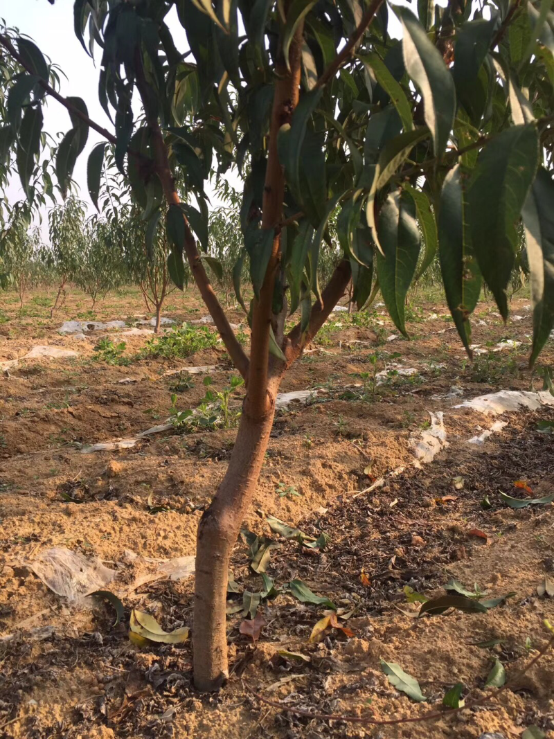 桃树占地桃树大桃树占地桃树大量大量占地桃树大量