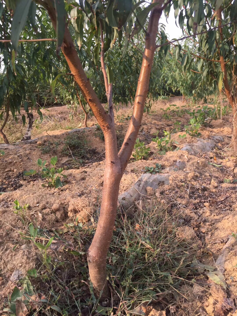 桃树占地桃树大桃树占地桃树大量大量占地桃树大量