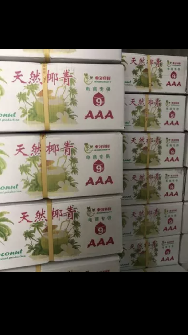 海南椰子