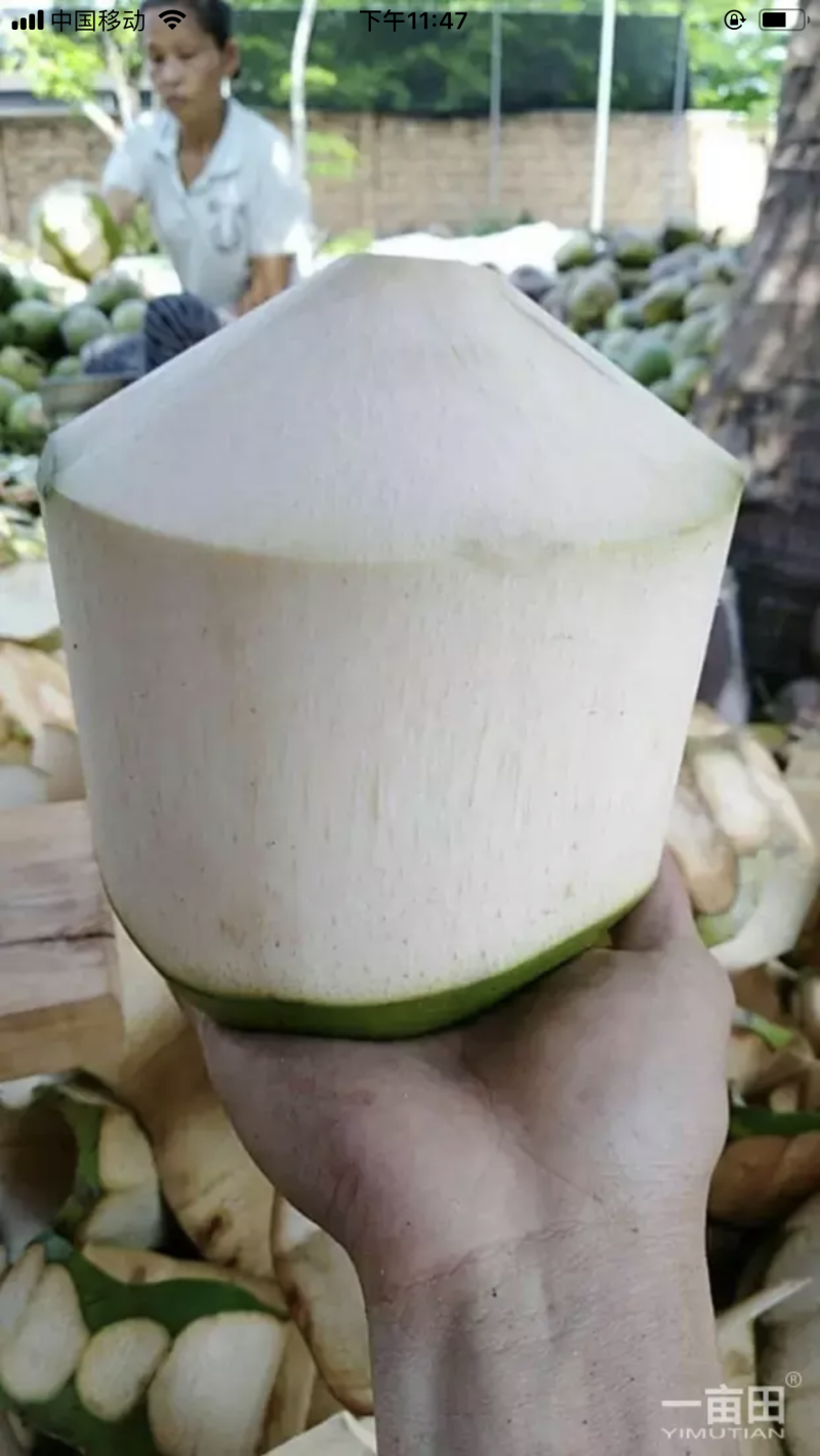 海南椰子