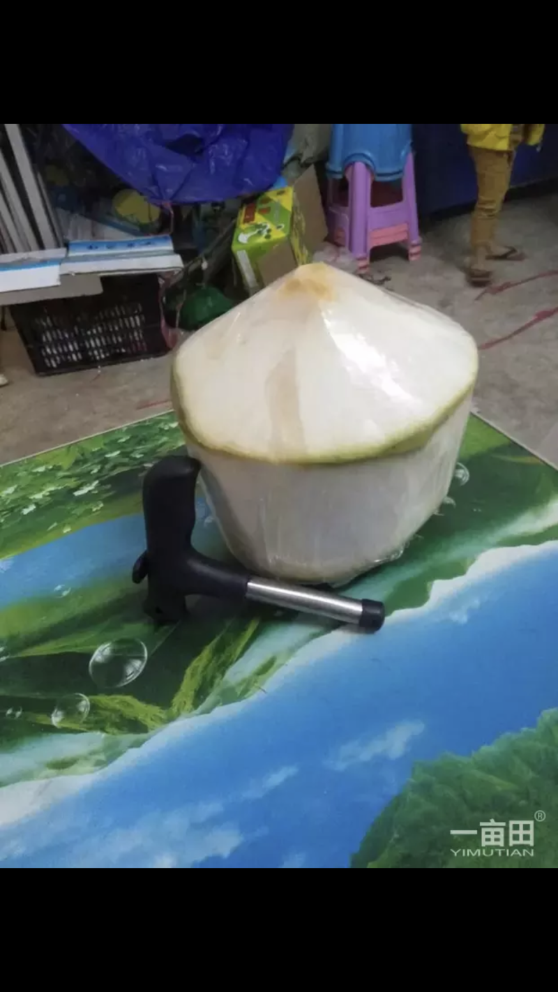 海南椰子