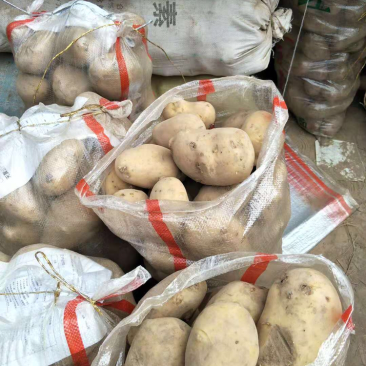 甘肃定西陇10、陇7、青九.168，一点红批发