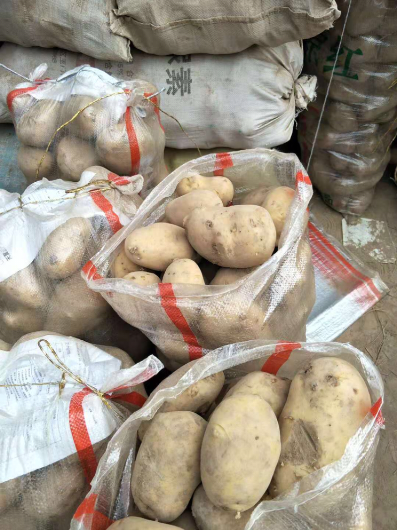 甘肃定西陇10、陇7、青九.168，一点红批发
