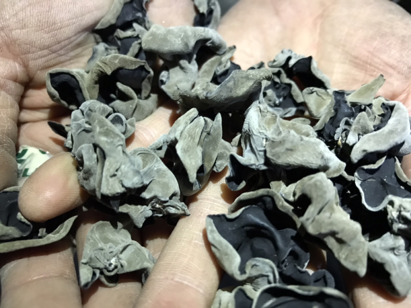 黑木耳东北特产木耳碗耳