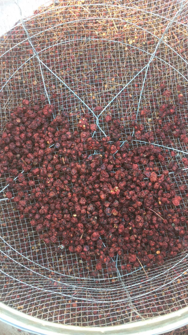 北五味一等货，粒大饱满无硫