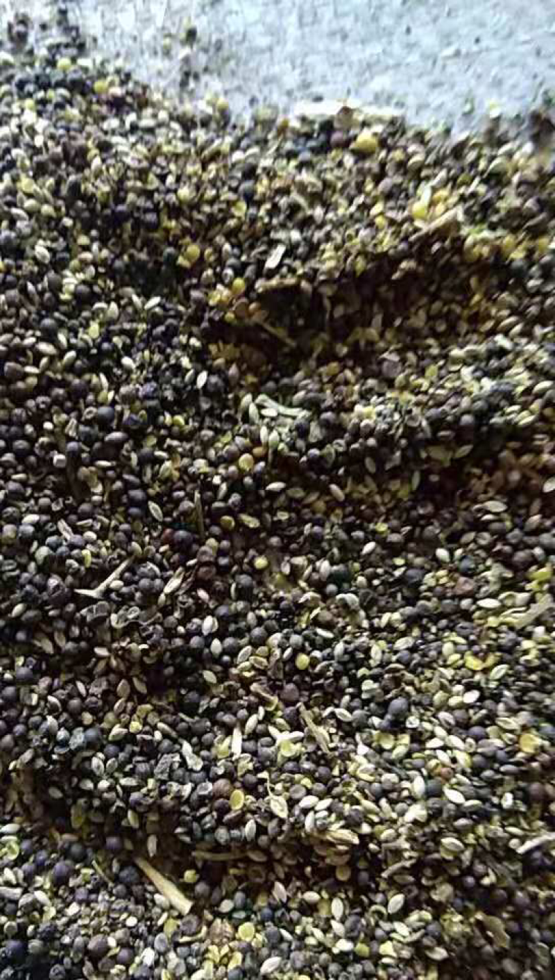 油菜籽