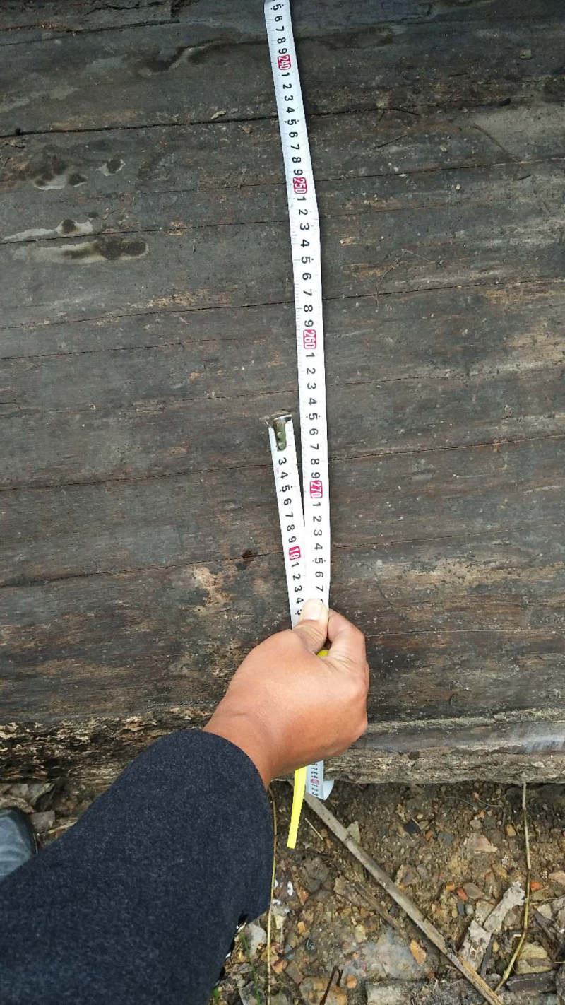 野生珍稀金丝楠木