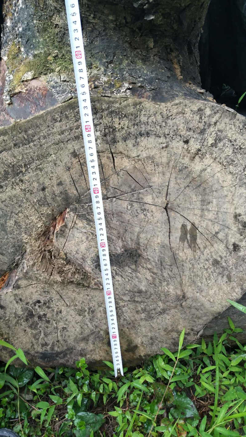 野生珍稀金丝楠木