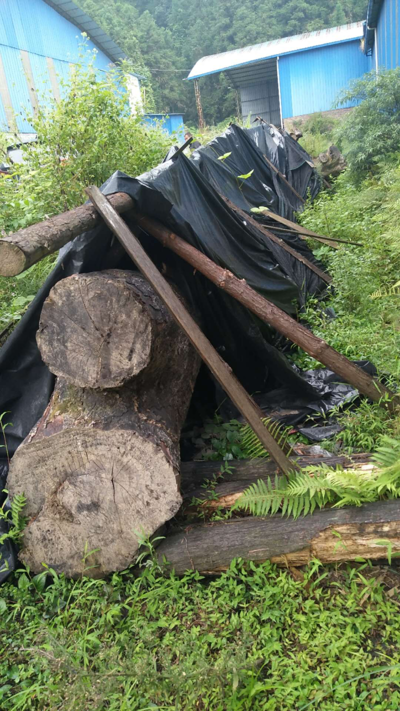 野生珍稀金丝楠木