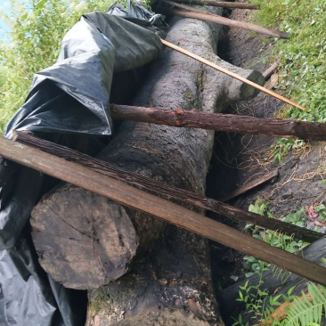 野生珍稀金丝楠木