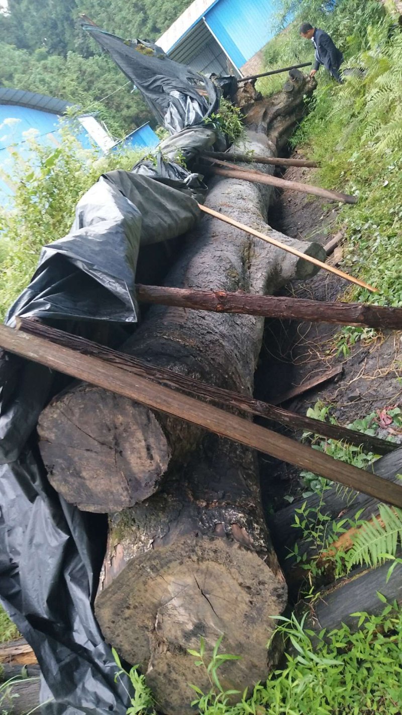 野生珍稀金丝楠木